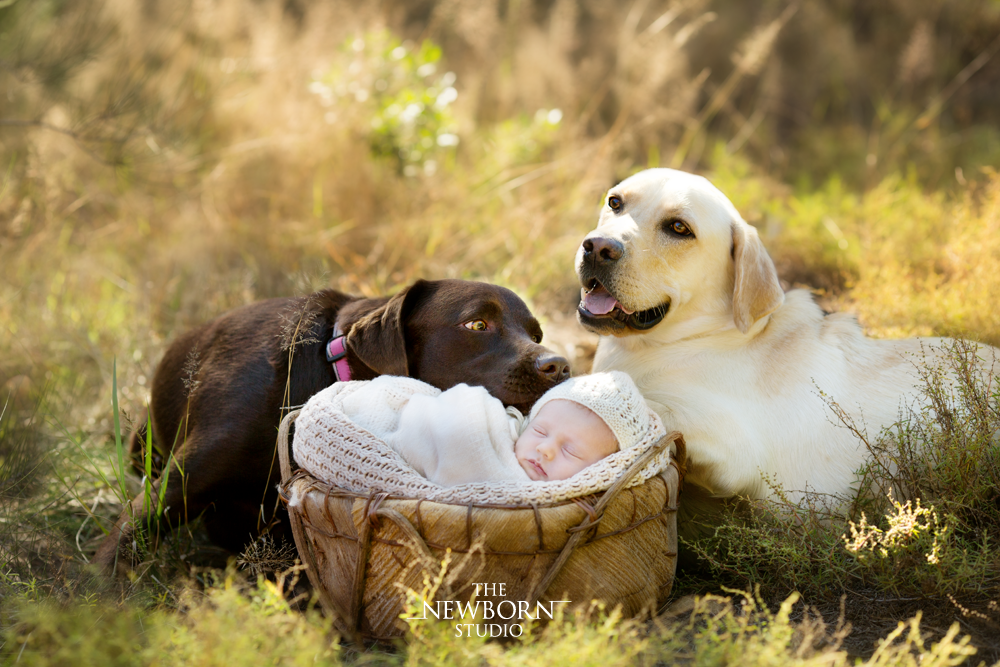 outdoor newborn baby photos with dog